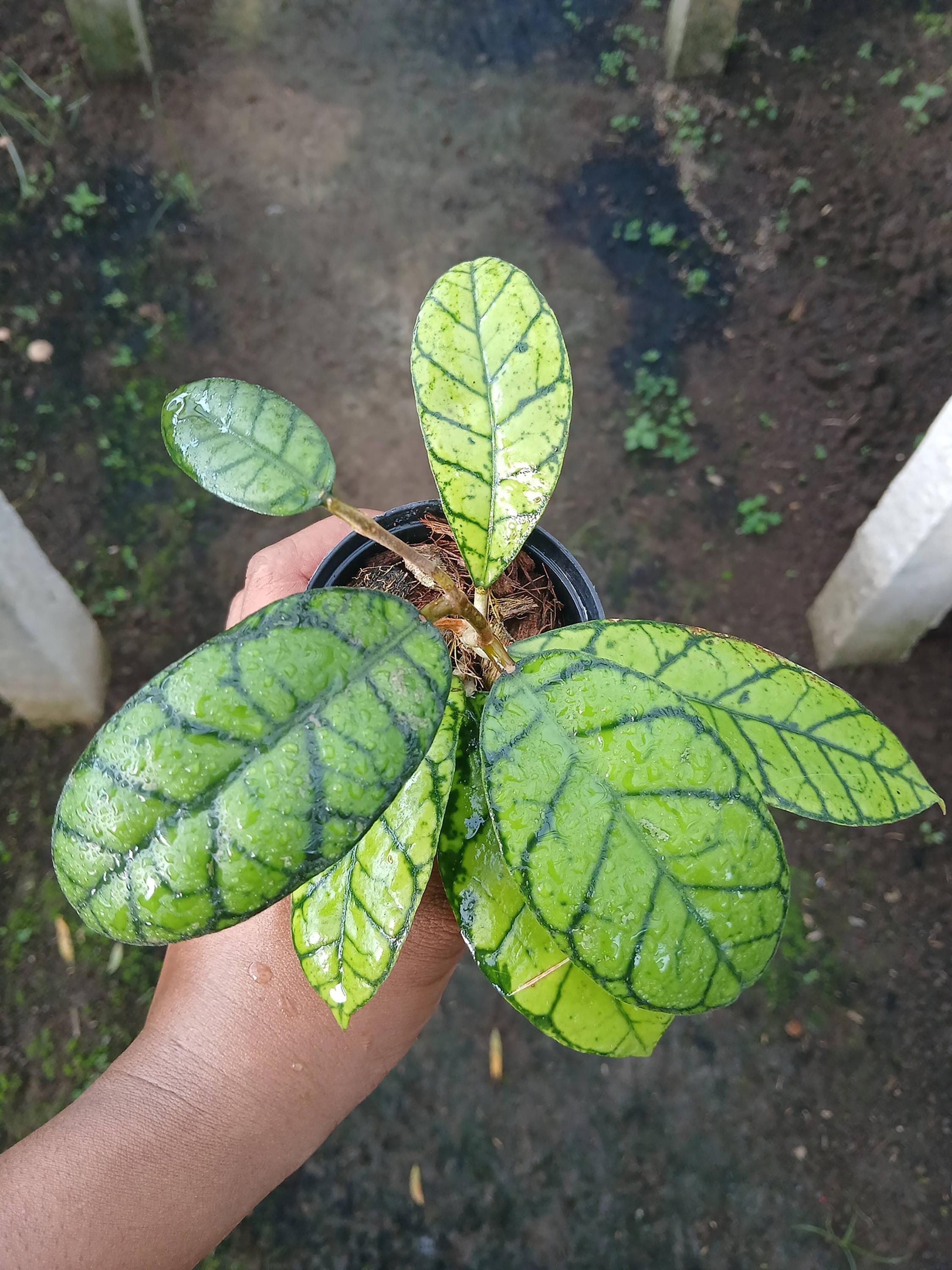 Hoya callistophylla - Etsy 日本