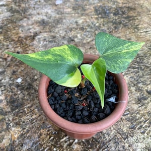 Anthurium pterodactyl variegata - Etsy 日本