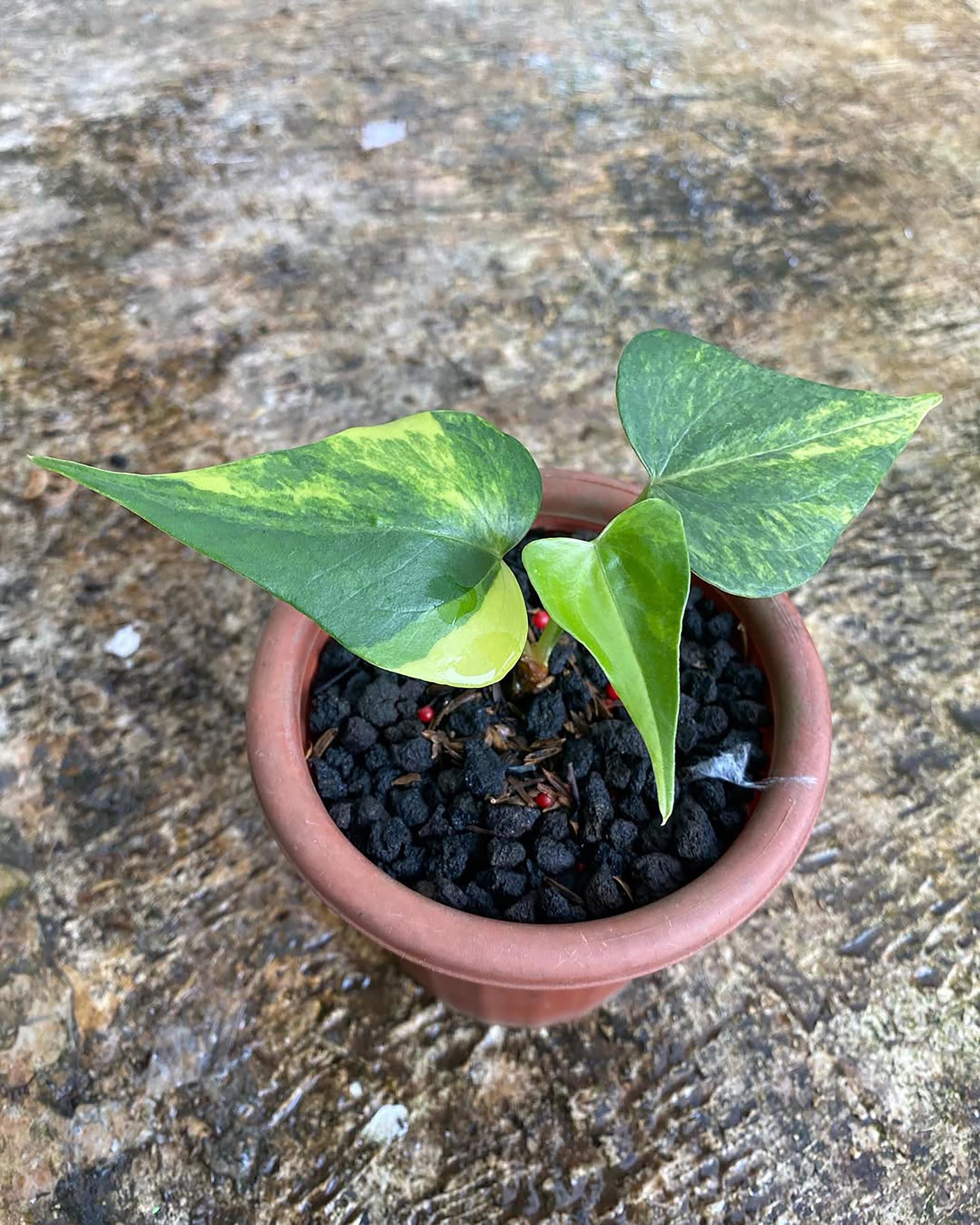 Anthurium pterodactyl variegata - Etsy 日本