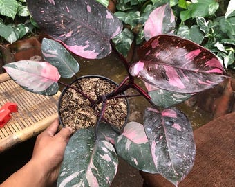 Philodendron Marble Galaxy Pink Princess | Highly Variegated - Etsy