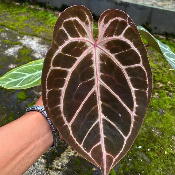 Anthurium King of Spades HU X Red Crystallinum - Etsy Israel