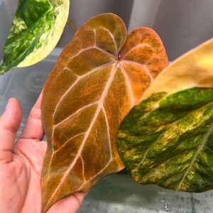 May include: Close-up of a plant with large, heart-shaped leaves. The leaves display a gradient of colors, from deep orange to green, with prominent white veins. The plant's unique coloration and pattern are highlighted.
