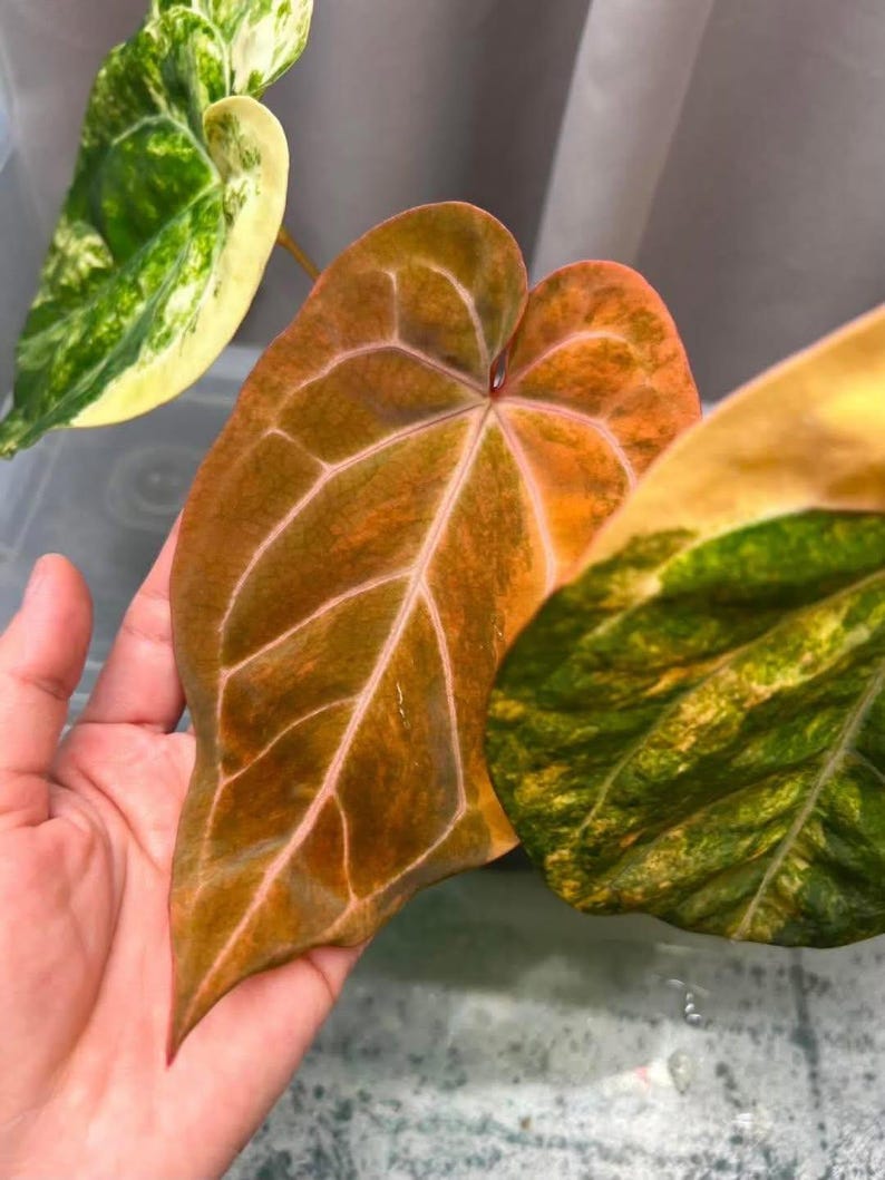 May include: Close-up of a plant with large, heart-shaped leaves. The leaves display a gradient of colors, from deep orange to green, with prominent white veins. The plant's unique coloration and pattern are highlighted.