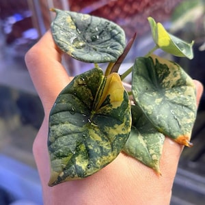 Alocasia nebula - Etsy 日本