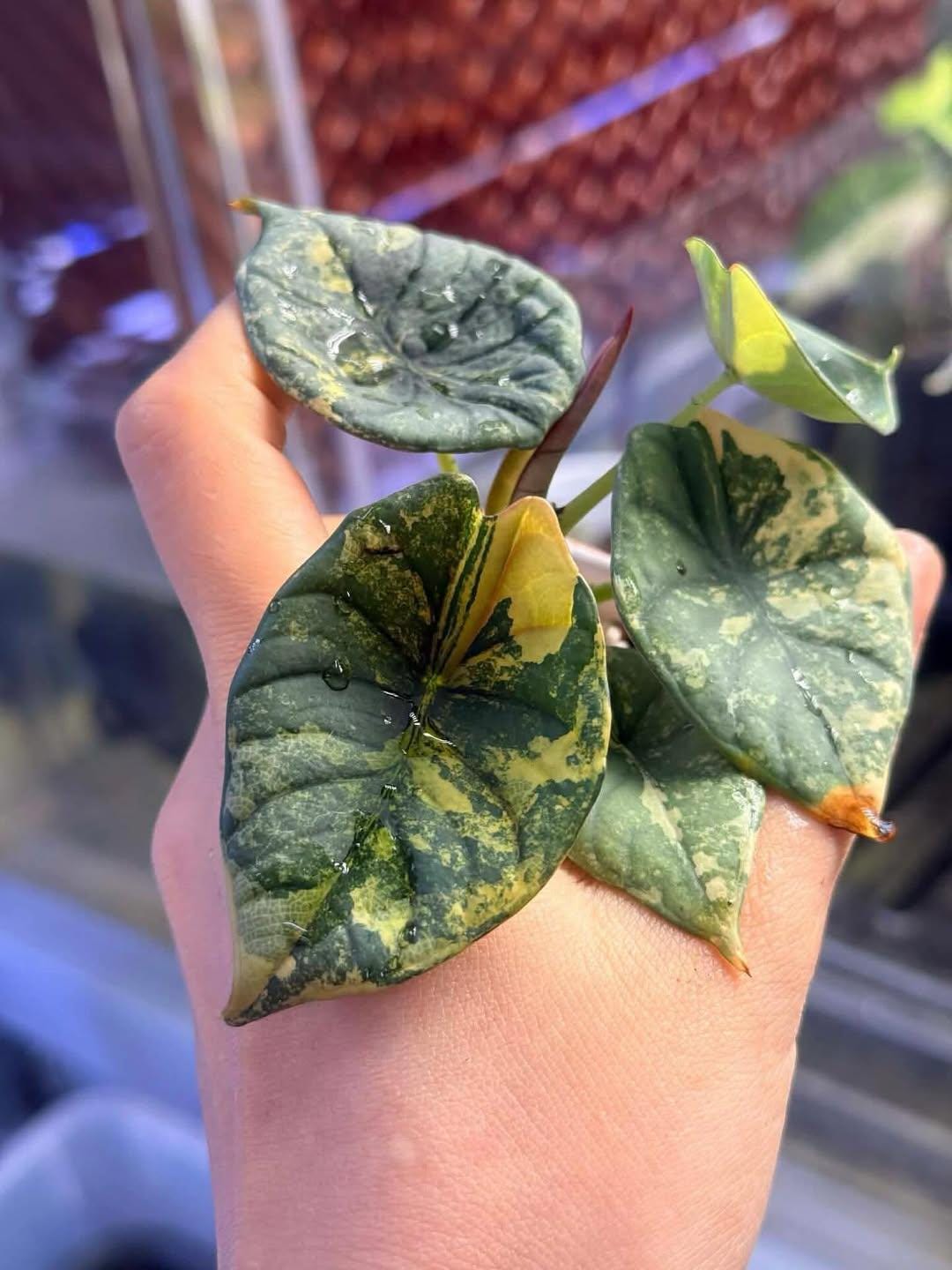 Alocasia nebula - Etsy 日本