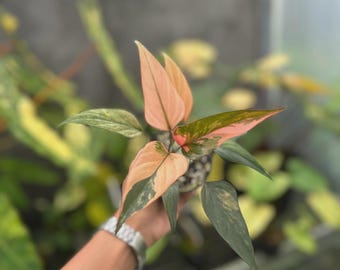 ホマロメナ ピンクダイヤモンド 斑入り 6インチポット 希少植物