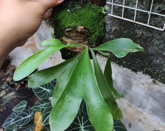 Platycerium Daw Boy - Rare Fern Collector Item - Live Exotic Plant - High Quality Staghorn Fern