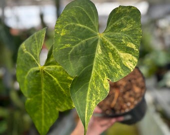 Anthurium Sweet Love Variegated | Collector Tropical Houseplant | Exotic Indoor Plant