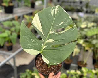 Plante rare Monstera jungle menthe panachée