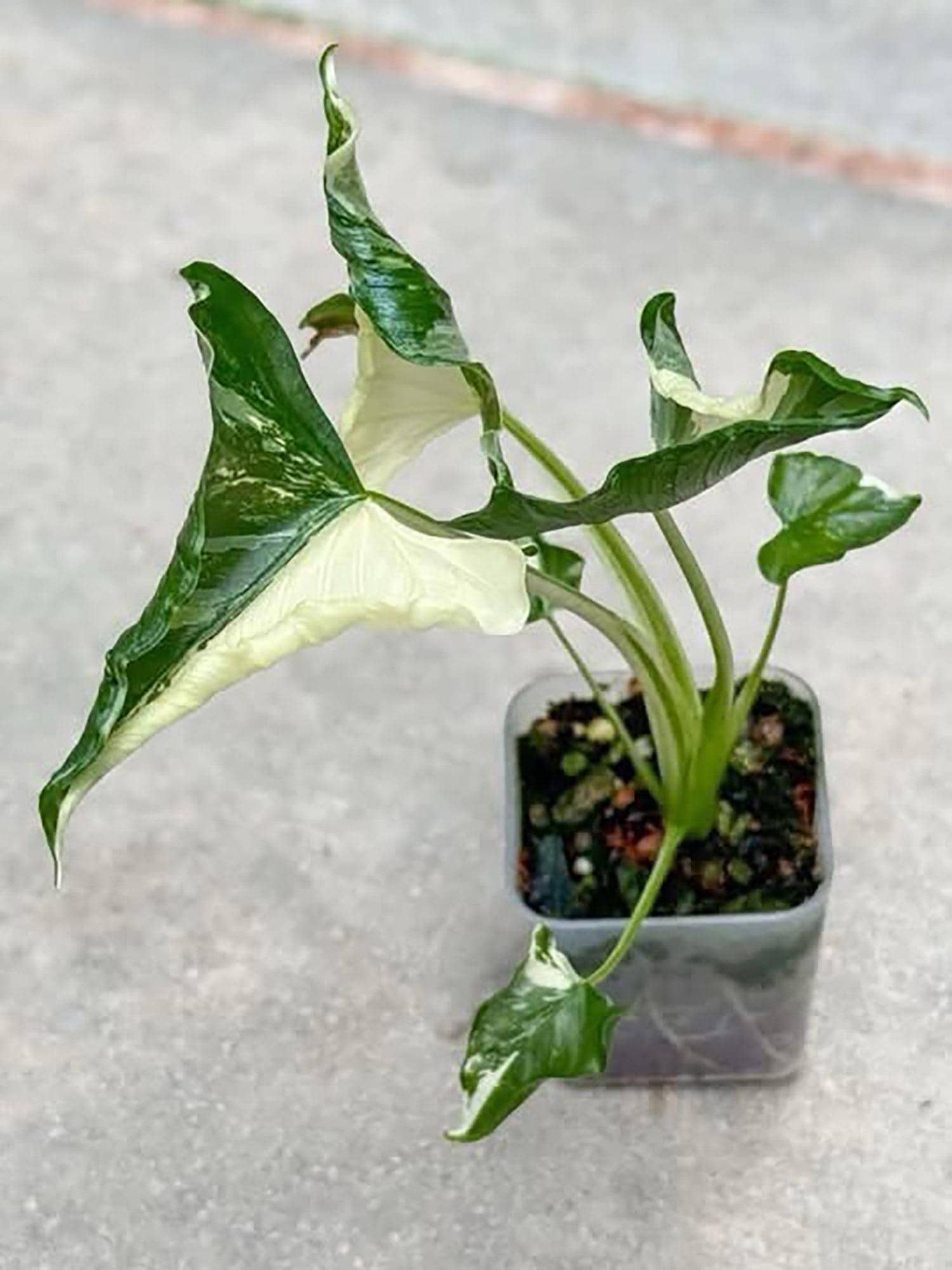 Variegated Cucullata Alocasia - Etsy