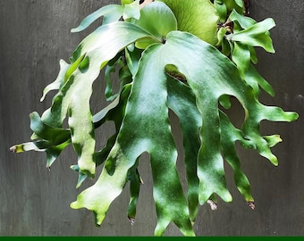 Rare Platycerium Artemis (Alcicorne x Quadrichotomum) - Exotic Staghorn Fern - Collector’s Item - Live Plant
