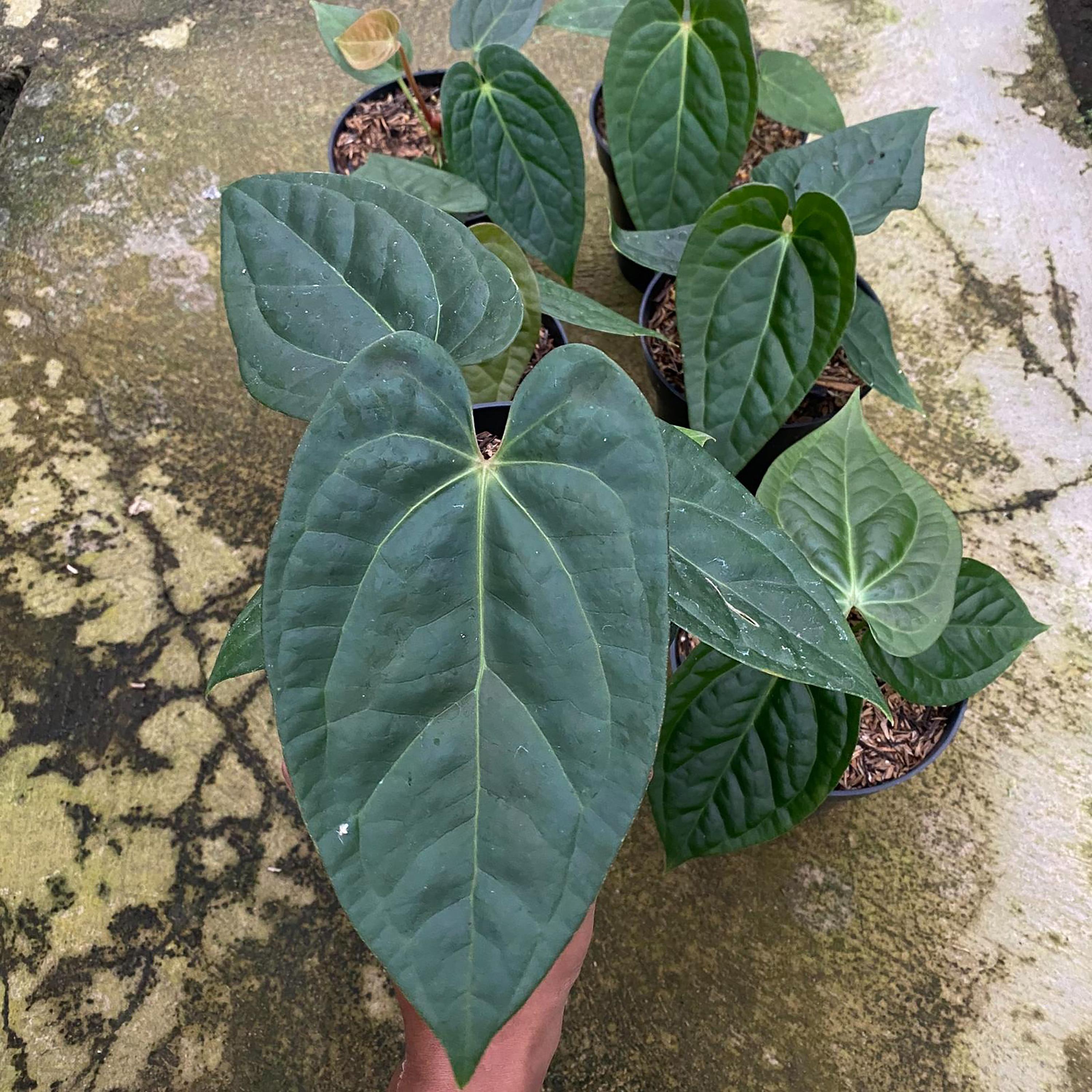 Anthurium crystallinum dark - Etsy 日本