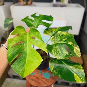 monstera aurea adansonii Monstera adansonii variegata 'Aurea' Medium main image 0