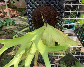 Platycerium Alcicorne Africa - African Staghorn Fern - Rare Tropical Live Plant