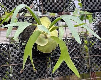 Platycerium Bifurcatum | Common Staghorn Fern | Easy Care Indoor Plant | Tropical Fern Live | Modern Farmhouse Plant Decor