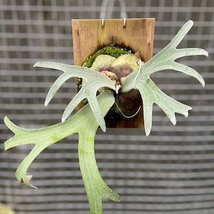 Può includere: Una felce a corna di cervo montata su una placca di legno. La felce presenta grandi fronde a forma di corna di cervo in tonalità di verde e un rivestimento bianco argentato. La placca di legno è rettangolare e ha un aspetto naturale e invecchiato.