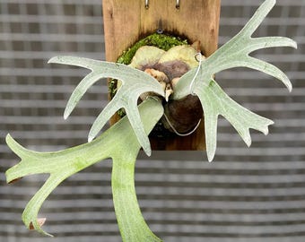 Rare Platycerium Willinckii Wild | Java Staghorn Fern | Exotic Epiphyte Houseplant