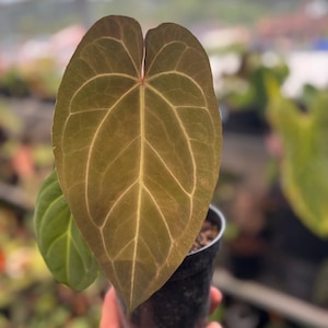 May include: Close-up of a large, heart-shaped leaf with prominent veins. The leaf is a deep olive green with lighter green veins. The plant is in a small black pot, with a second, smaller leaf visible. The background is blurred, suggesting a nursery setting.