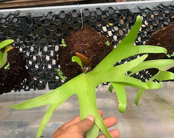 Platycerium Alcicorne Africa Small Size- African Staghorn Fern - Exotic Indoor Houseplant