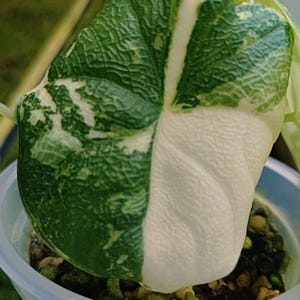 Variegated alocasia melo - Etsy 日本