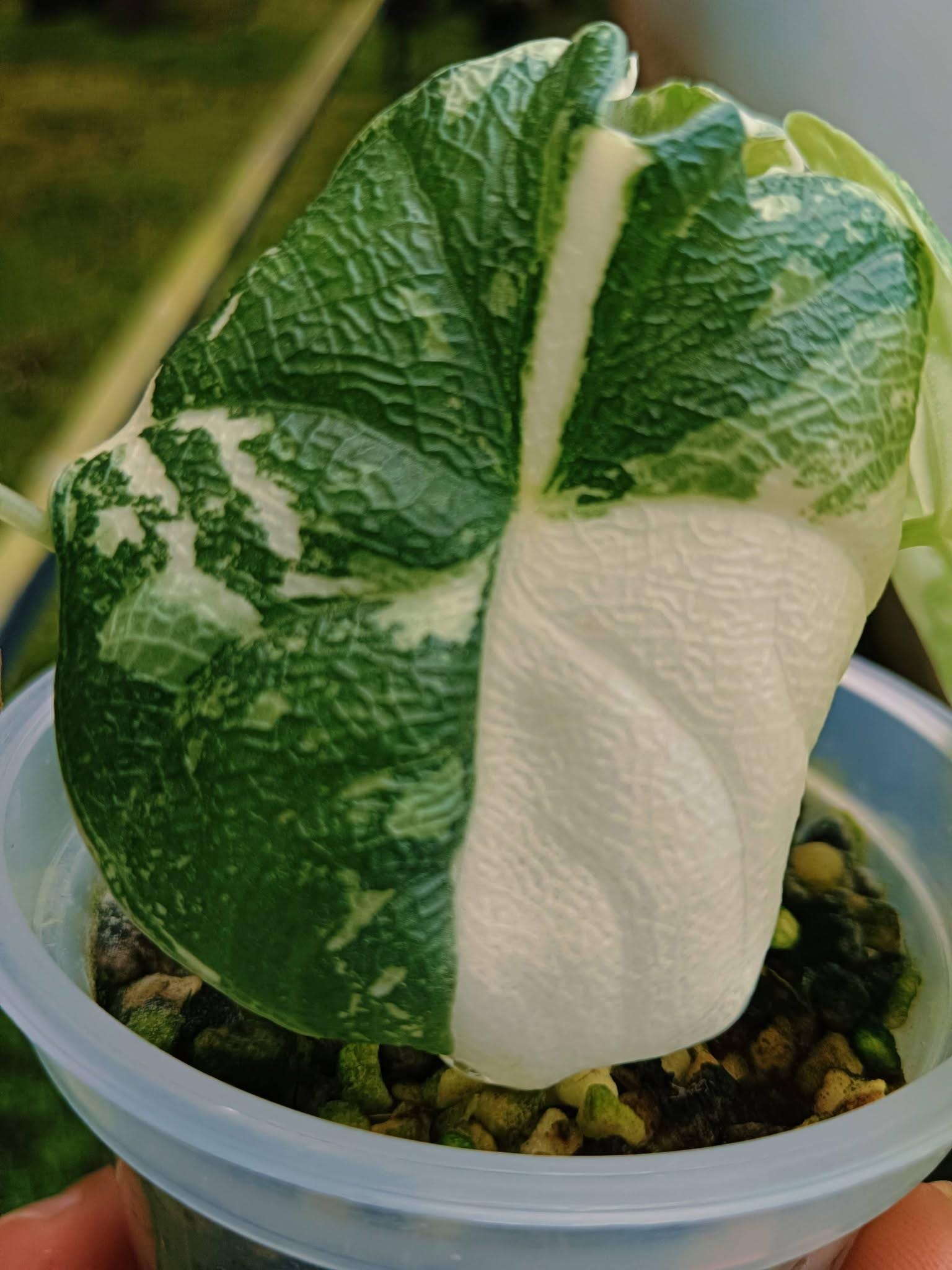 Variegated alocasia melo - Etsy 日本
