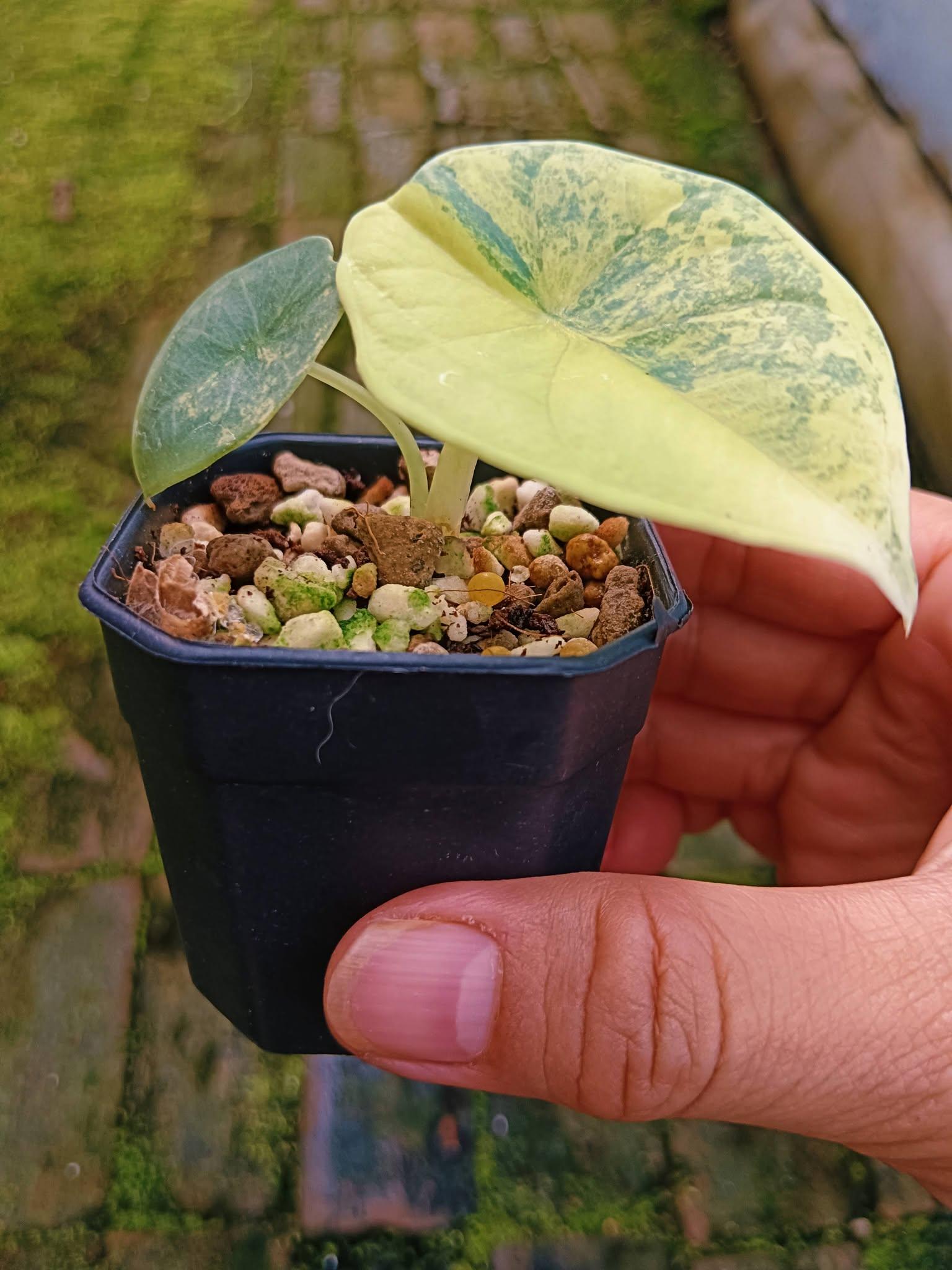 Alocasia nebula - Etsy 日本