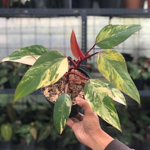 Philodendron Bonsai - Etsy