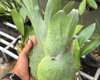 Platycerium Wandae | Queen Staghorn Fern | Rare Exotic Plant | Mounted or Bare Root | Tropical Epiphyte