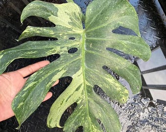 Monstera Ocean Mint Variegated, sadzonka o dużym pstrym ukorzenieniu, roślina doniczkowa dla kolekcjonerów