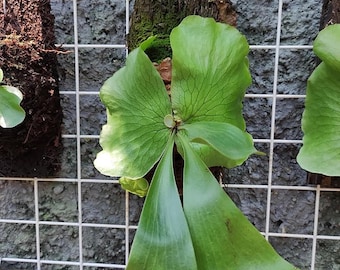 Platycerium Ellisotis Small - Rare Staghorn Fern Live Plant - Exotic Epiphyte - Mounted or Potted Fern - Unique Houseplant Gift - Small Size