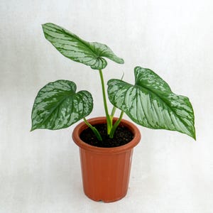 May include: A potted houseplant with large, heart-shaped green leaves with silver variegation. The plant is in a brown plastic pot. The leaves have a prominent veined pattern. The plant is a decorative element for home decor.