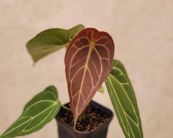 Anthurium Forgetii Narrow Form
