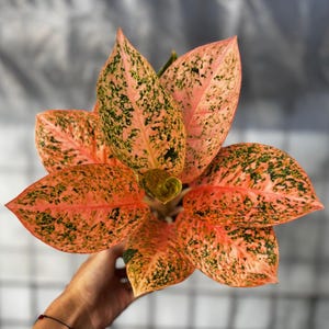 Aglaonema Seeds - Etsy Australia