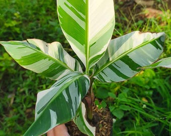 Musa Florida Variegated Banana | Collector Tropical Houseplant | Exotic Plant