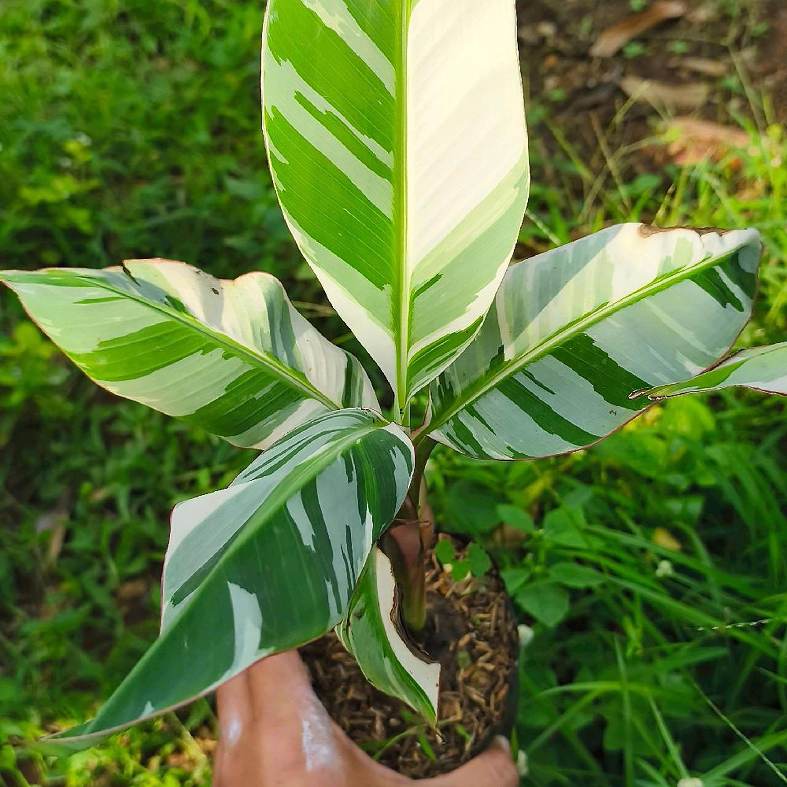 Musa florida variegated - Etsy 日本