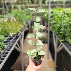 Hoya nova ghost - Etsy 日本
