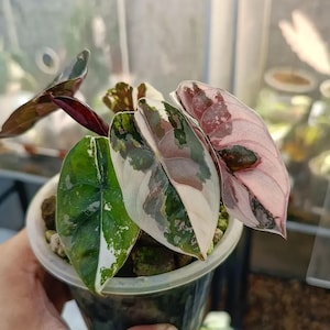 Alocasia Cuprea Pink Variegated - Etsy