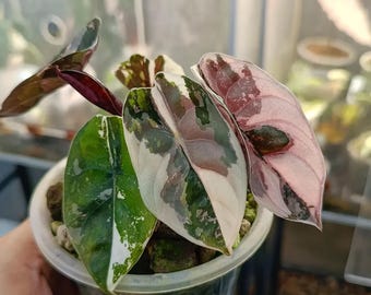 Alocasia Cuprea Albo Pink Rare Plant