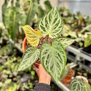 bantel snake plant care Snake 'Bantel's Sensation' main image 1