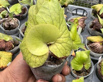 Rare Platycerium Coronarium Sporeling - Staghorn Fern - Exotic Epiphyte Houseplant