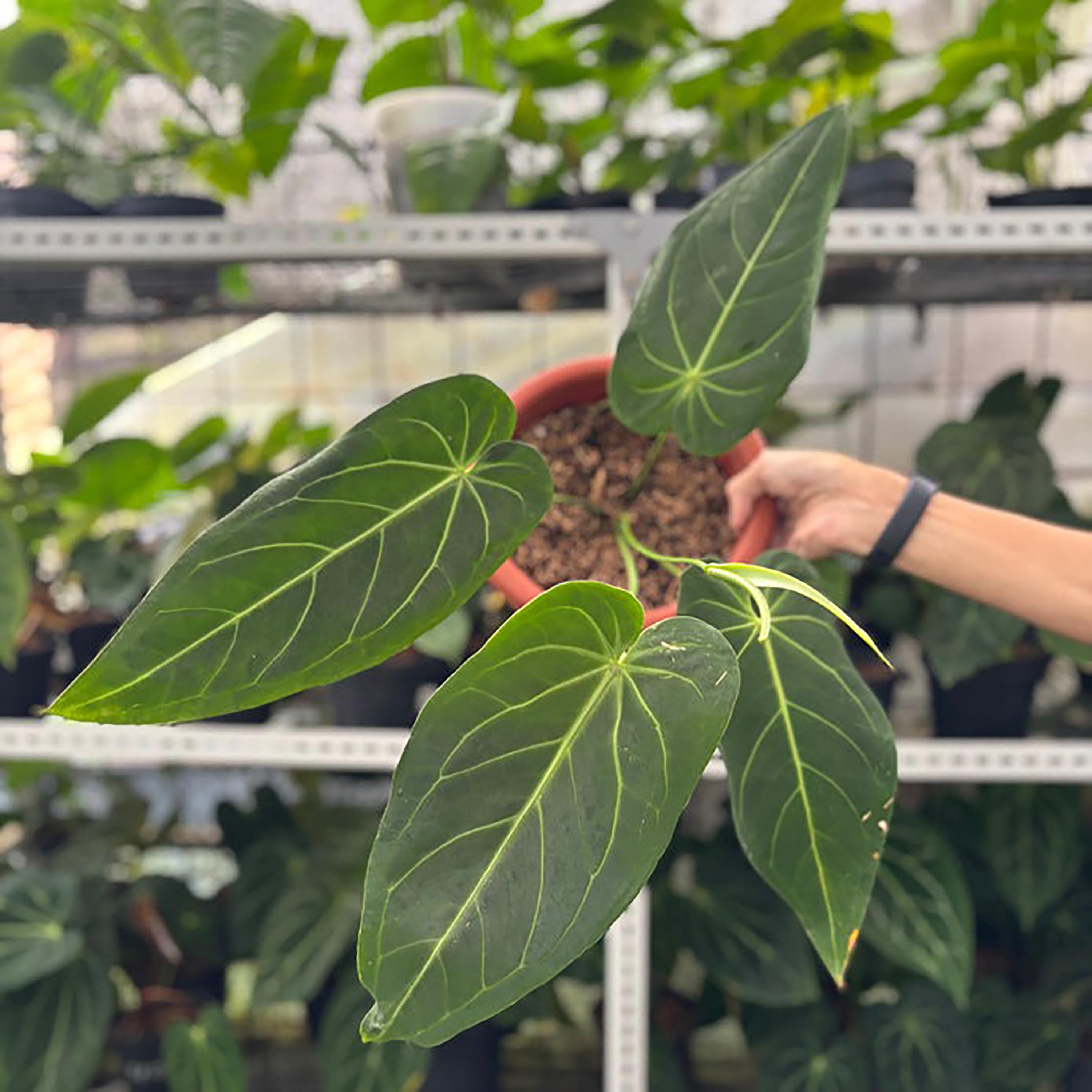 Anthurium Warocqueanum X - Etsy