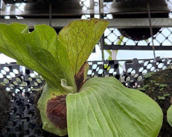 Rare Platycerium Elephantotis | Elephant Ear Staghorn Fern | Large Leaf Exotic Epiphyte