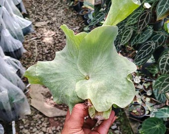 Platycerium Elegran (Elephantotis x Grande) | Rare Exotic Plant | Mounted or Bare Root | Tropical Epiphyte
