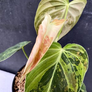 May include: Close-up of a Philodendron Melanochrysum plant. The leaves are a mix of green, yellow, and brown, with a new leaf unfurling in shades of pink and orange. The plant is in a black pot.