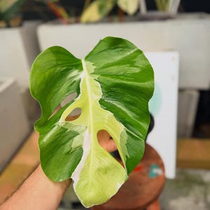 White Lava Monstera - Etsy