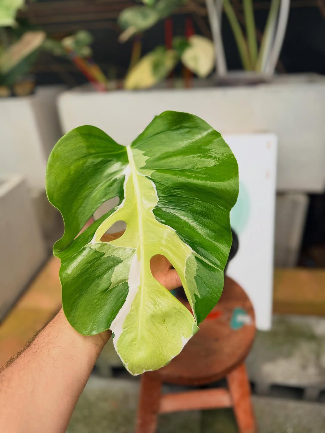 Monstera white lava - Etsy 日本