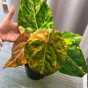 May include: A potted plant with large, variegated leaves. The leaves display a mix of green, yellow, and brown hues, with prominent veining. The plant is in a black pot, set against a neutral background.
