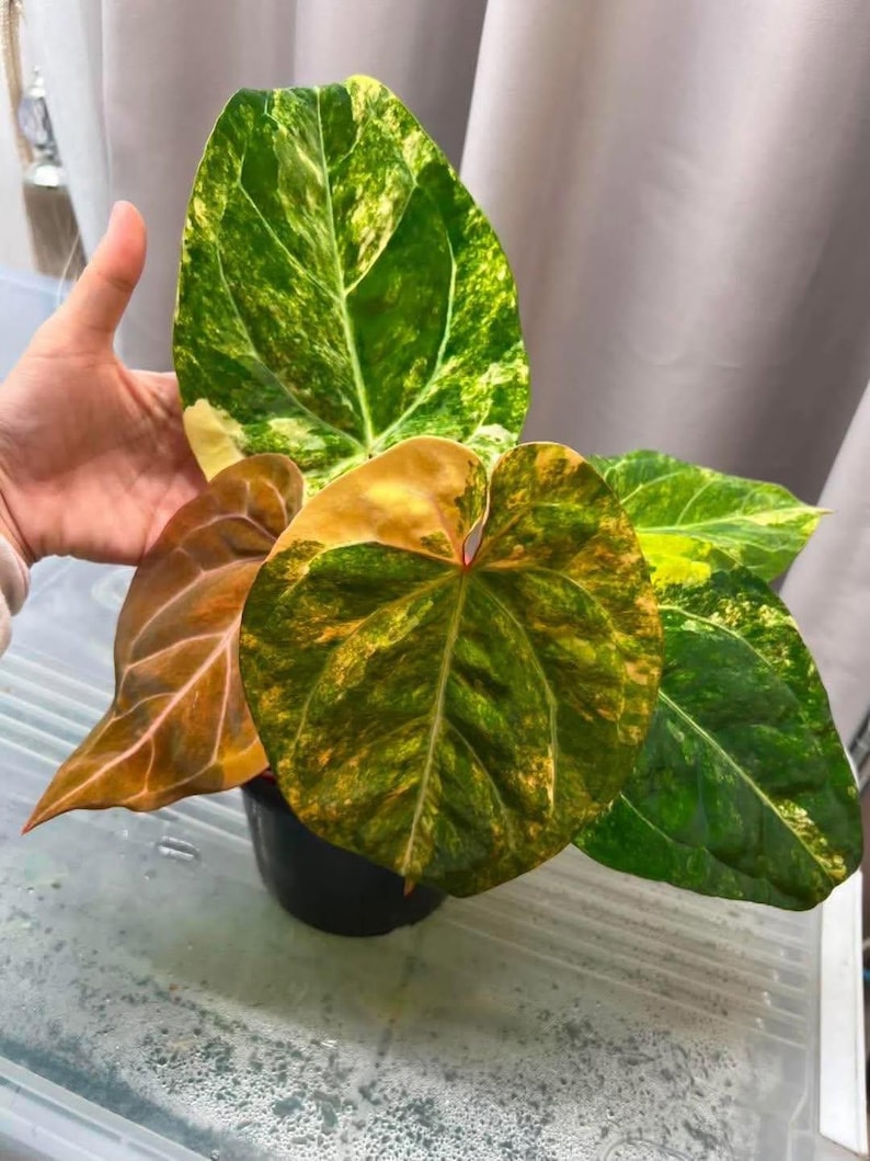 May include: A potted plant with large, variegated leaves. The leaves display a mix of green, yellow, and brown hues, with prominent veining. The plant is in a black pot, set against a neutral background.