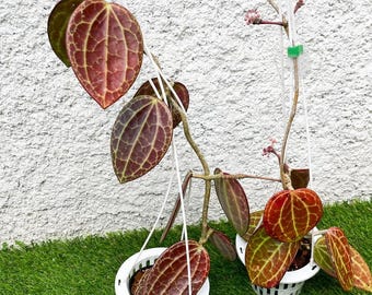 Hoya Macrophylla Red Rare Hoya Plant