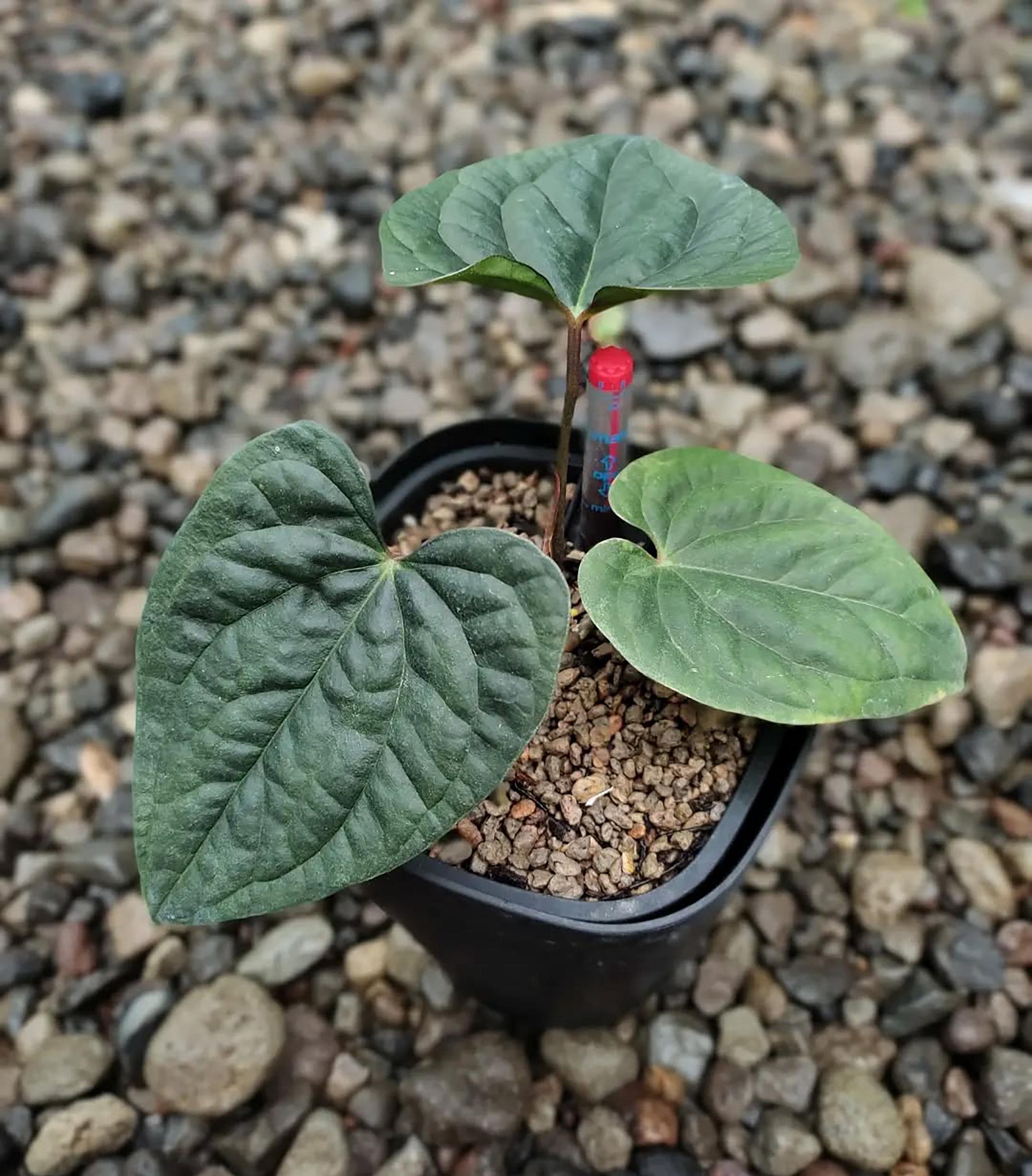 Anthurium Night Queen - Etsy